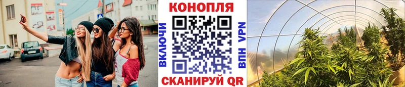 Бошки Шишки ГИДРОПОН  Кирсанов 